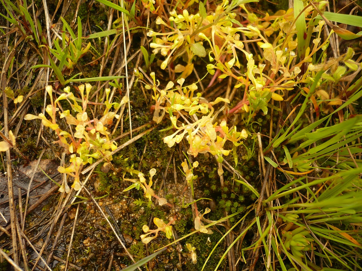 Montia arvensis (Montiaceae)